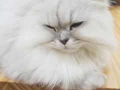 -李小姐の猫咖啡馆(五角场店)