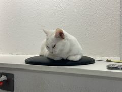 -琪喵猫屋·撸猫猫咖·猫舍