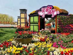 -荷兰花海