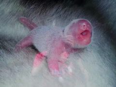 -中国大熊猫保护研究中心雅安碧峰峡基地