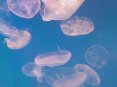 -左海海底世界