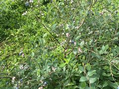 -金谷域澳洲庄园