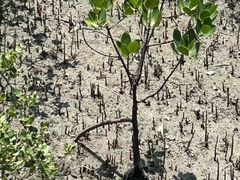 -北海金海湾红树林生态旅游区