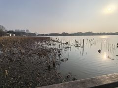 -长田漾湿地公园