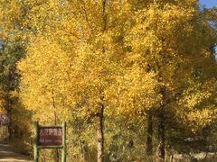 -金塔沙漠胡杨林景区