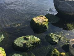 -才村湿地公园