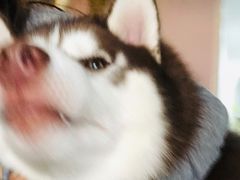 -Husky Go! 哈士奇体验馆·宠物咖啡厅狗咖