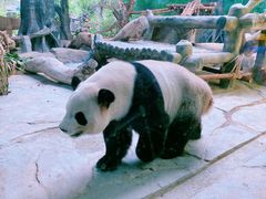 -灵玲国际马戏城