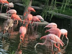 -石家庄市动物园