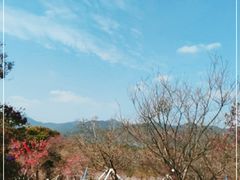 -天适樱花悠乐园