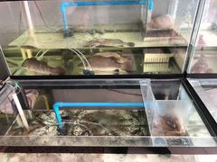 -蘭桂坊海鲜烧烤抖音网红餐厅