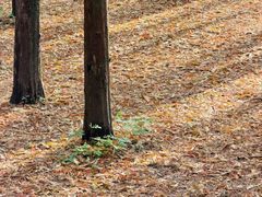 -山王坪喀斯特国家生态公园