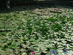 -西樵山风景名胜区-天湖公园