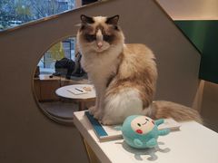 -飞行喵MR PILOT|猫舍·猫咖(静安大融城店)