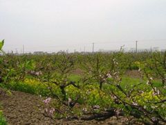 -南汇桃花村
