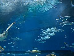 -海合安武汉极地海洋公园