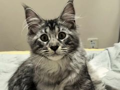 -欣宠猫屋·矮脚拿破仑·蓝金金渐层