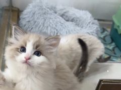 -糯米喵星人总部直营旗舰店·猫舍·幼猫出售
