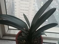 -秦美花卉(天朗·莱茵小城2期店)