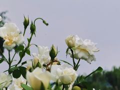 -国家植物园
