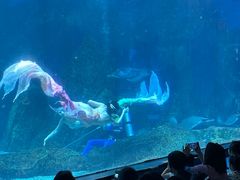 -海合安成都极地海洋公园