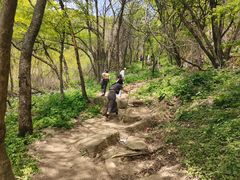 -王顺山国家森林公园