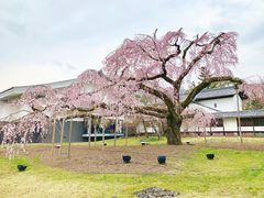 -醍醐寺