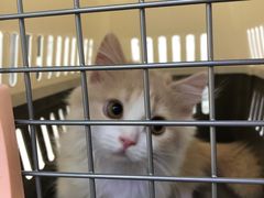 -小猫来了·猫舍(红山六九七九店)