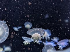 -太平洋海底世界