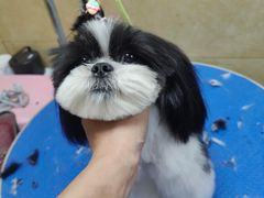 -佳雯宠物医院·皮肤科·内外科(春晓路分院)