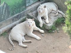 -西霞口神雕山野生动物世界