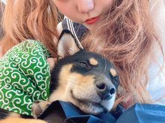 -南京Hallo宠物乐园·哈罗犬舍·柴犬繁育基地