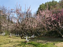 -南京古林公园