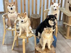 -柴迷FANS CLUB·柴犬狗咖·猫咖