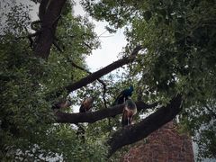 -J Create城市露营咖啡·简餐·宠物(上海动物园店)