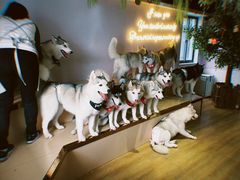 -Husky Go! 哈士奇体验馆·宠物咖啡厅狗咖