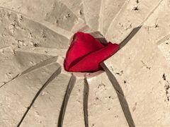 -周师兄大刀腰片火锅(洪崖洞旗舰店)