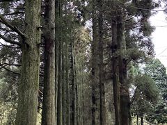 -庐山风景区花径公园