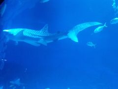 -烟台海昌鲸鲨海洋公园