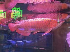 -大自然花鸟鱼虫市场