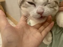 -飞行喵MR PILOT|猫舍·猫咖(静安大融城店)