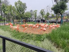 -武汉动物园