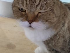 -喵园·猫主题咖啡厅·撸猫·猫咖(国贸店)