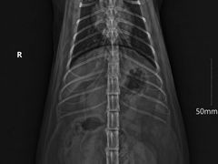 -爱诺耐芙动物医院(万博店)