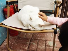 -藏猫猫咖啡主题馆(中央大道店)