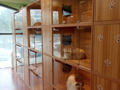 -猫十亿·布偶金渐层·曼基康矮脚猫舍(青年路店)
