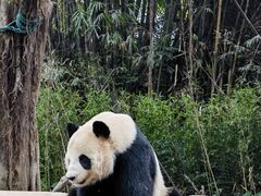 -广州长隆野生动物世界