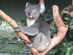 -费瑟代尔野生动物园