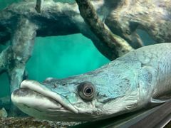 -上海海洋水族馆