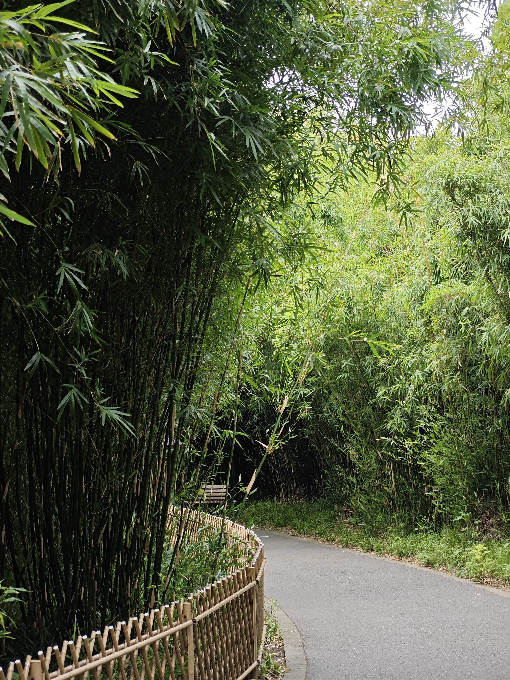 闲庭信步竹林中